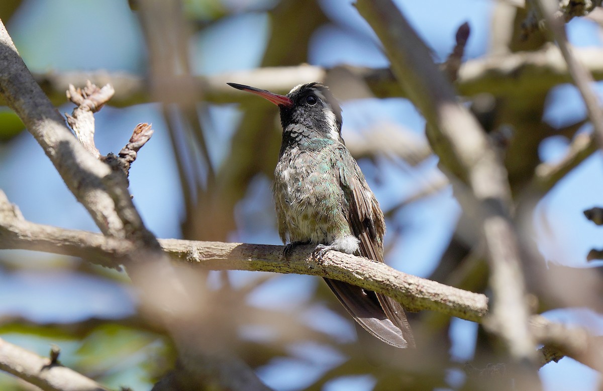 kolibřík bělouchý - ML613101072