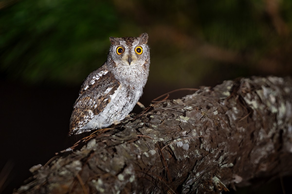 Oriental Scops-Owl (Oriental) - ML613101161