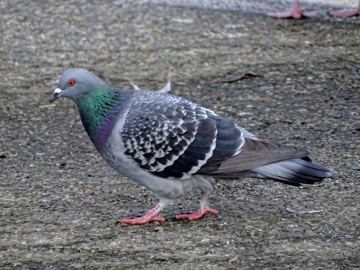 Rock Pigeon (Feral Pigeon) - ML613101431