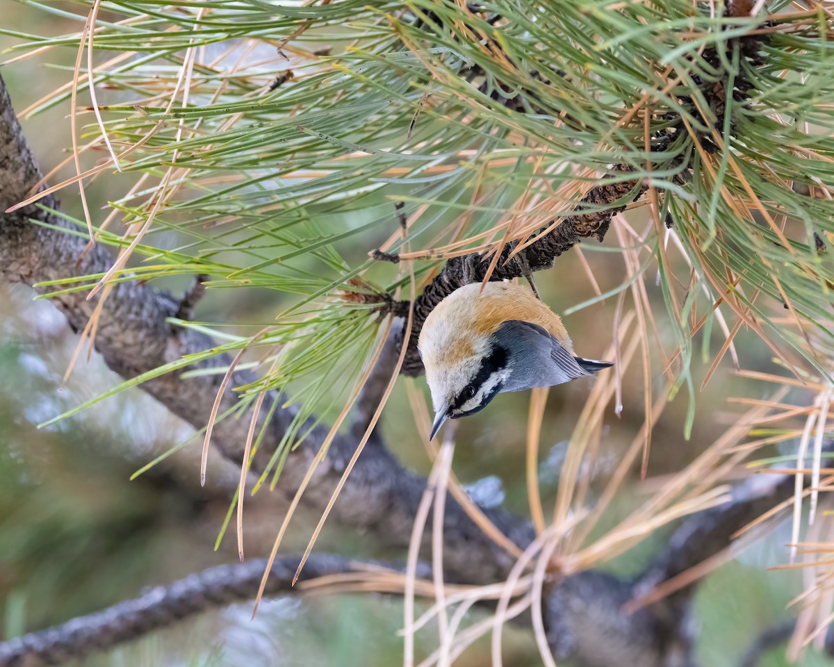 Red-breasted Nuthatch - ML613101517