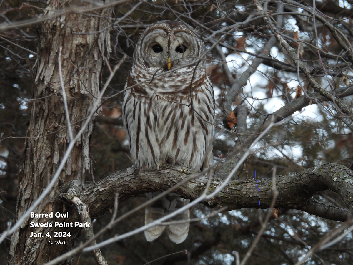 Barred Owl - ML613101551