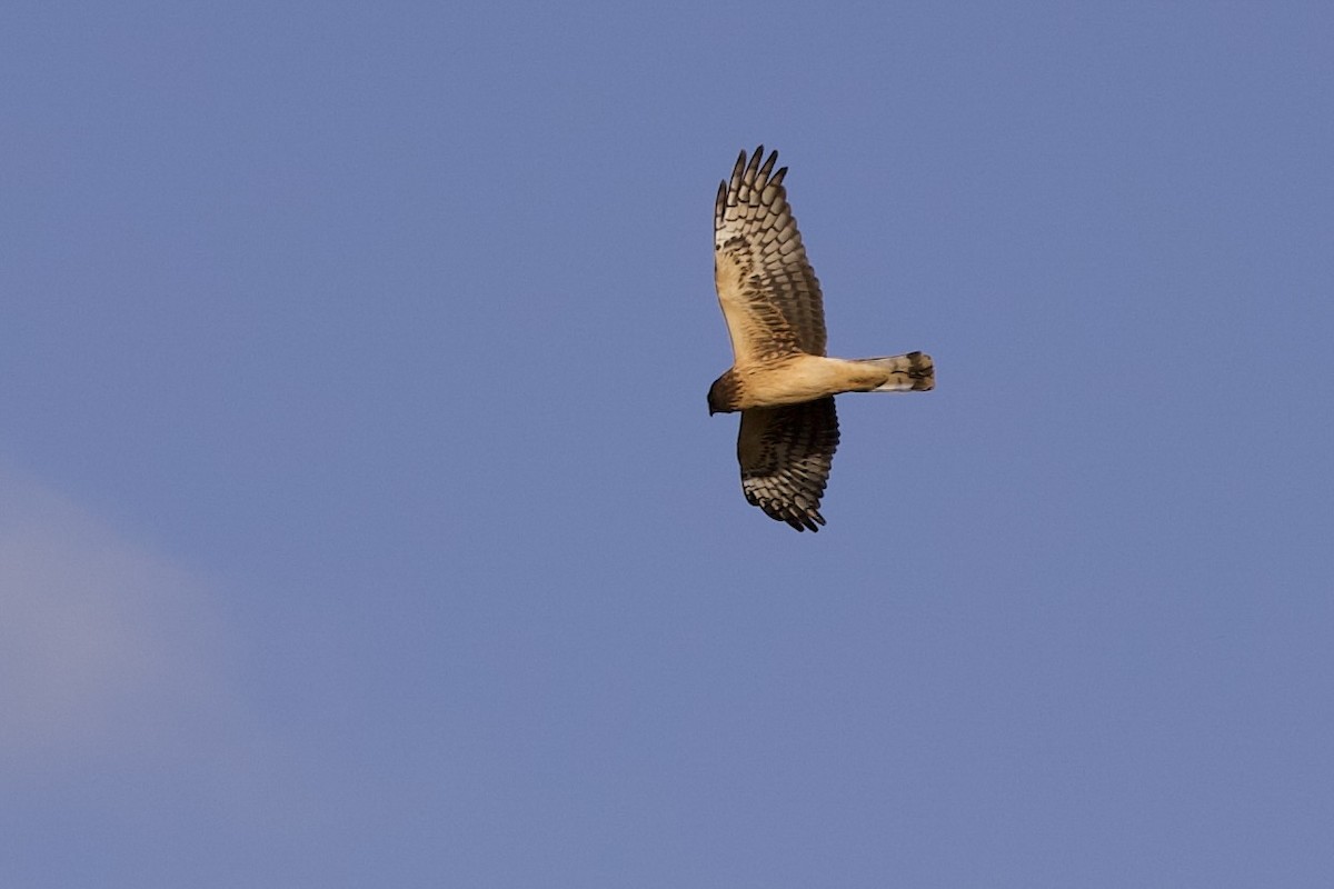 EBird Checklist 4 Jan 2024 Toronto Downsview Park 11 Species   1200