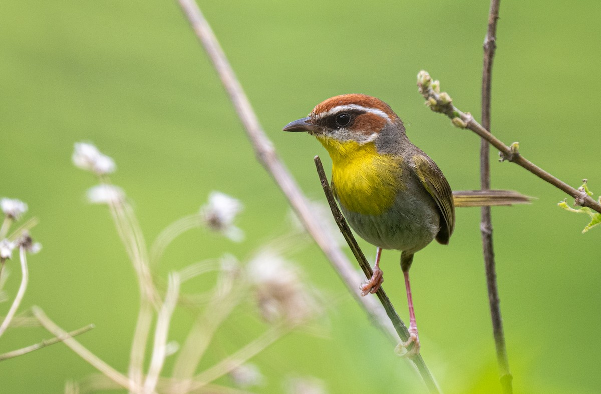 Rufous-capped Warbler - ML613101779