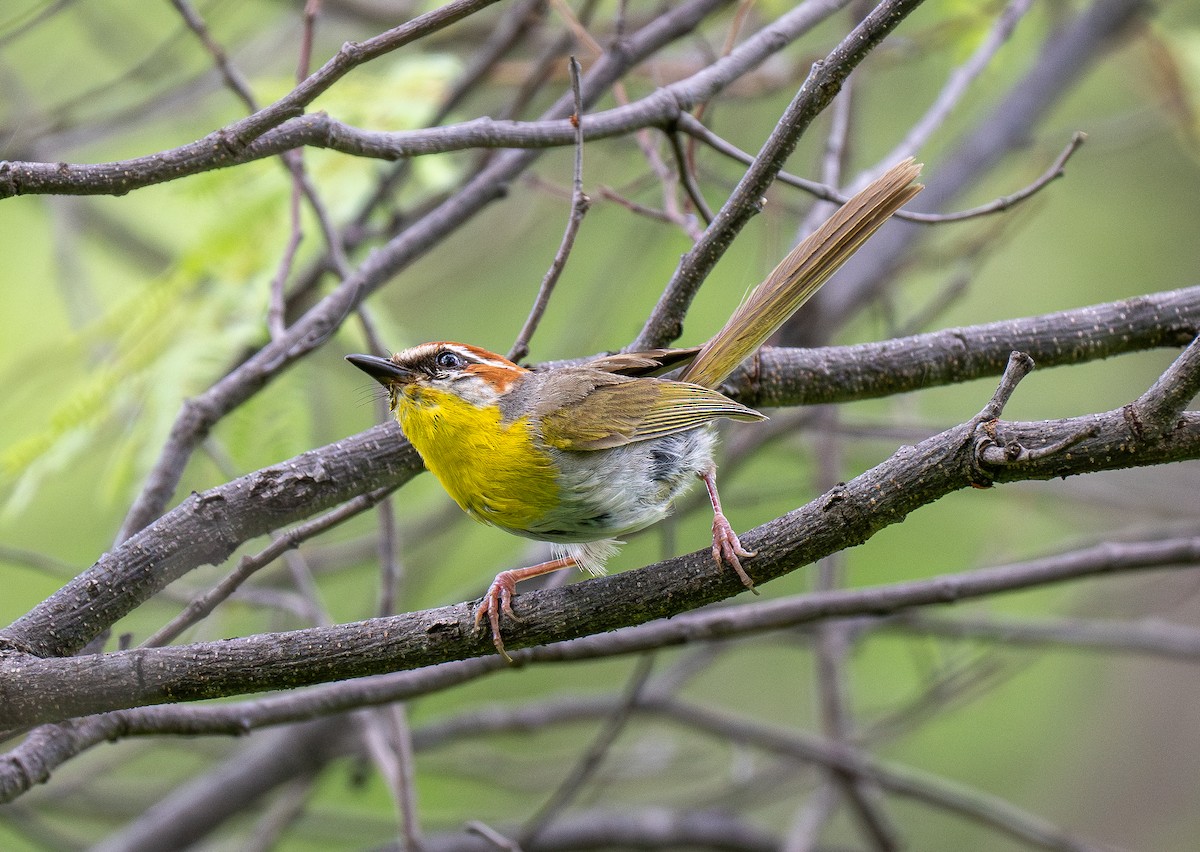 Rufous-capped Warbler - ML613101781