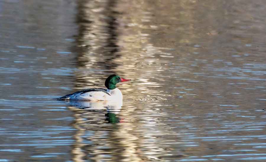 Common Merganser at Abbotsford--Willband Creek Park by Randy Walker