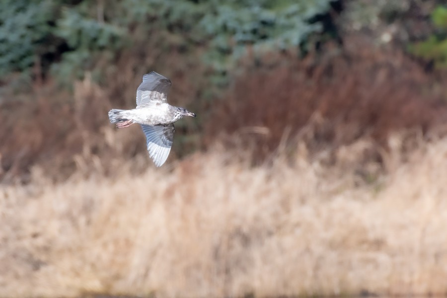Glaucous-winged Gull at Abbotsford--Willband Creek Park by Randy Walker