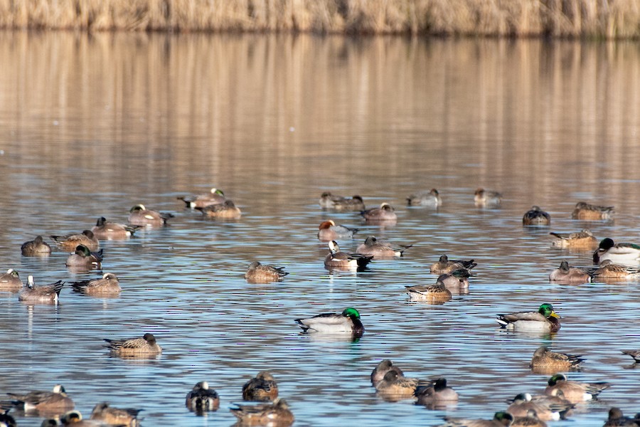 Eurasian Wigeon at Abbotsford--Willband Creek Park by Randy Walker