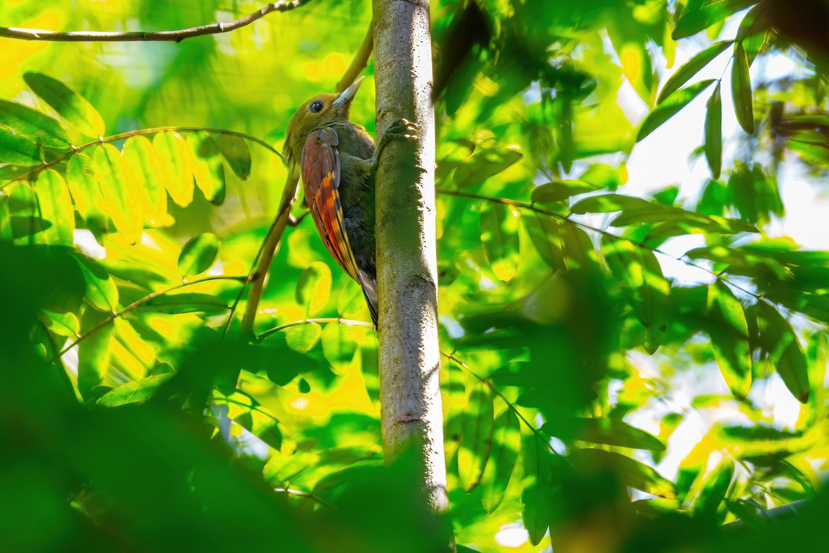 Pale-headed Woodpecker - ML613102613