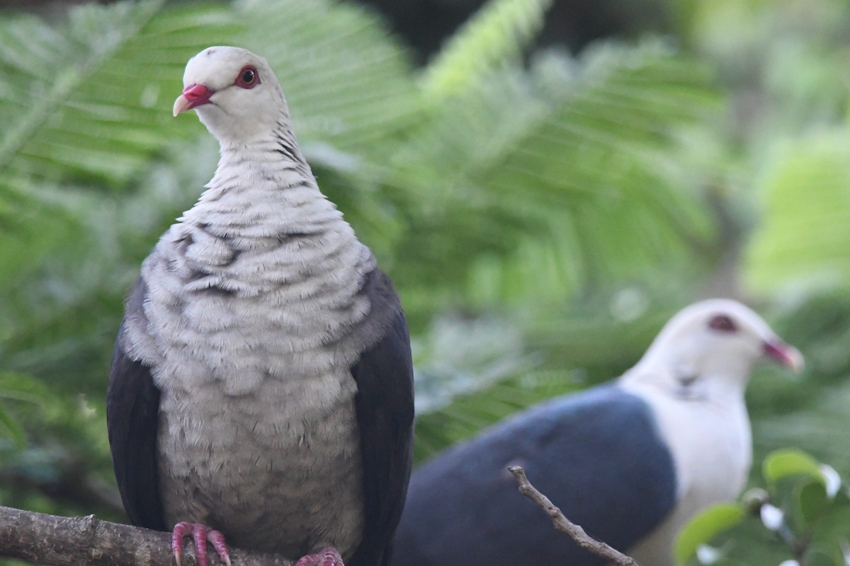 Ebird Australia Checklist Jan Lake Macdonald Noosa Botanical