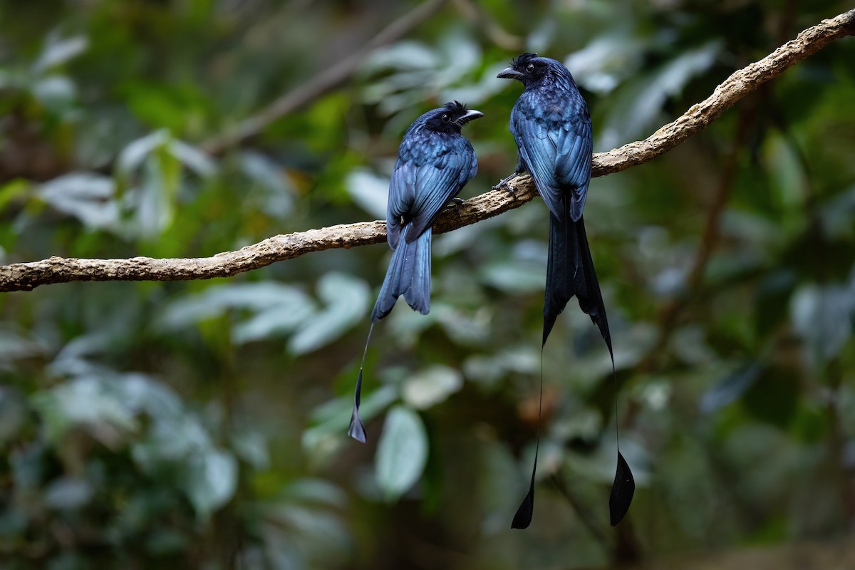 Greater Racket-tailed Drongo - JJ Harrison