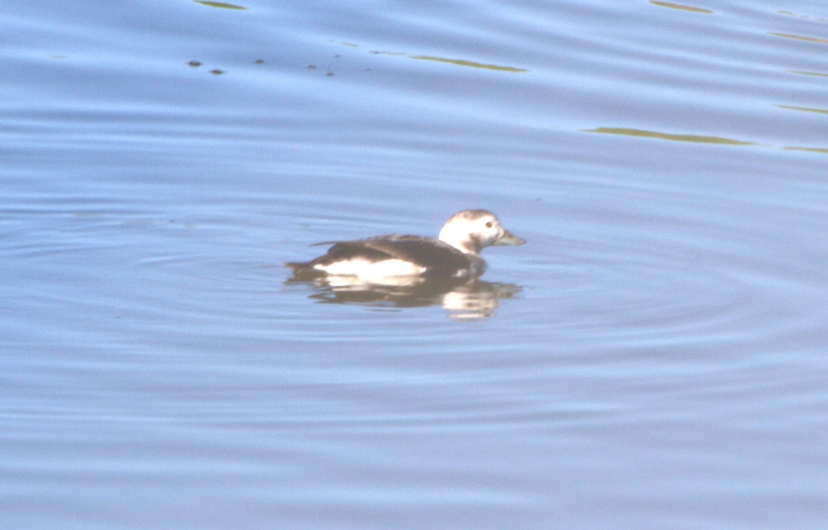 Long-tailed Duck - ML613103113