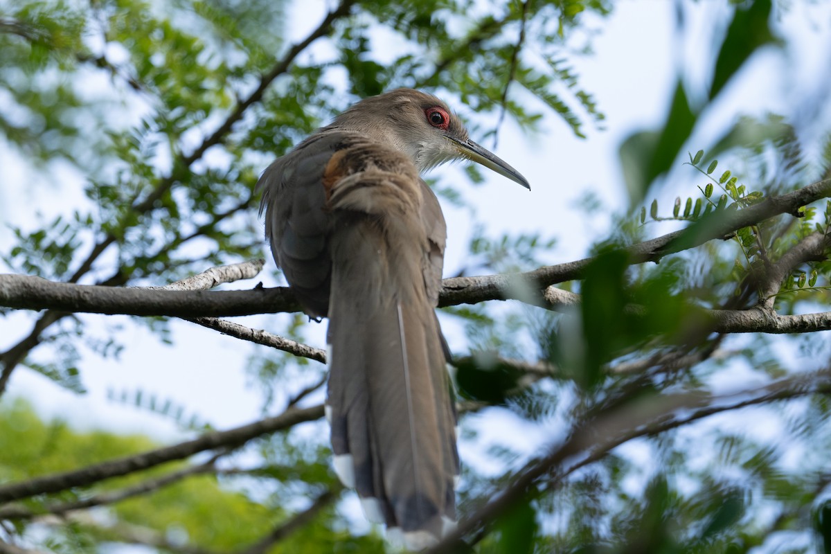Puerto Rican Lizard-Cuckoo - ML613103185