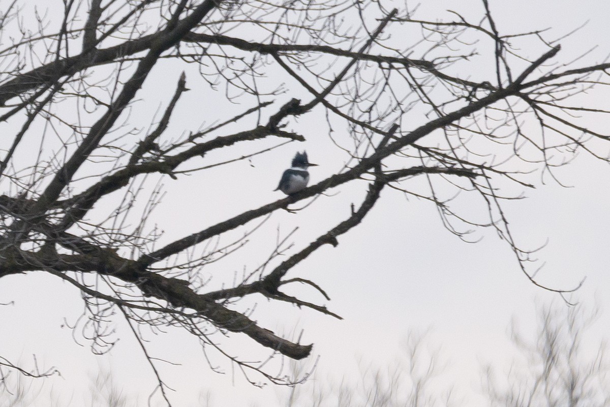 Belted Kingfisher - ML613103438