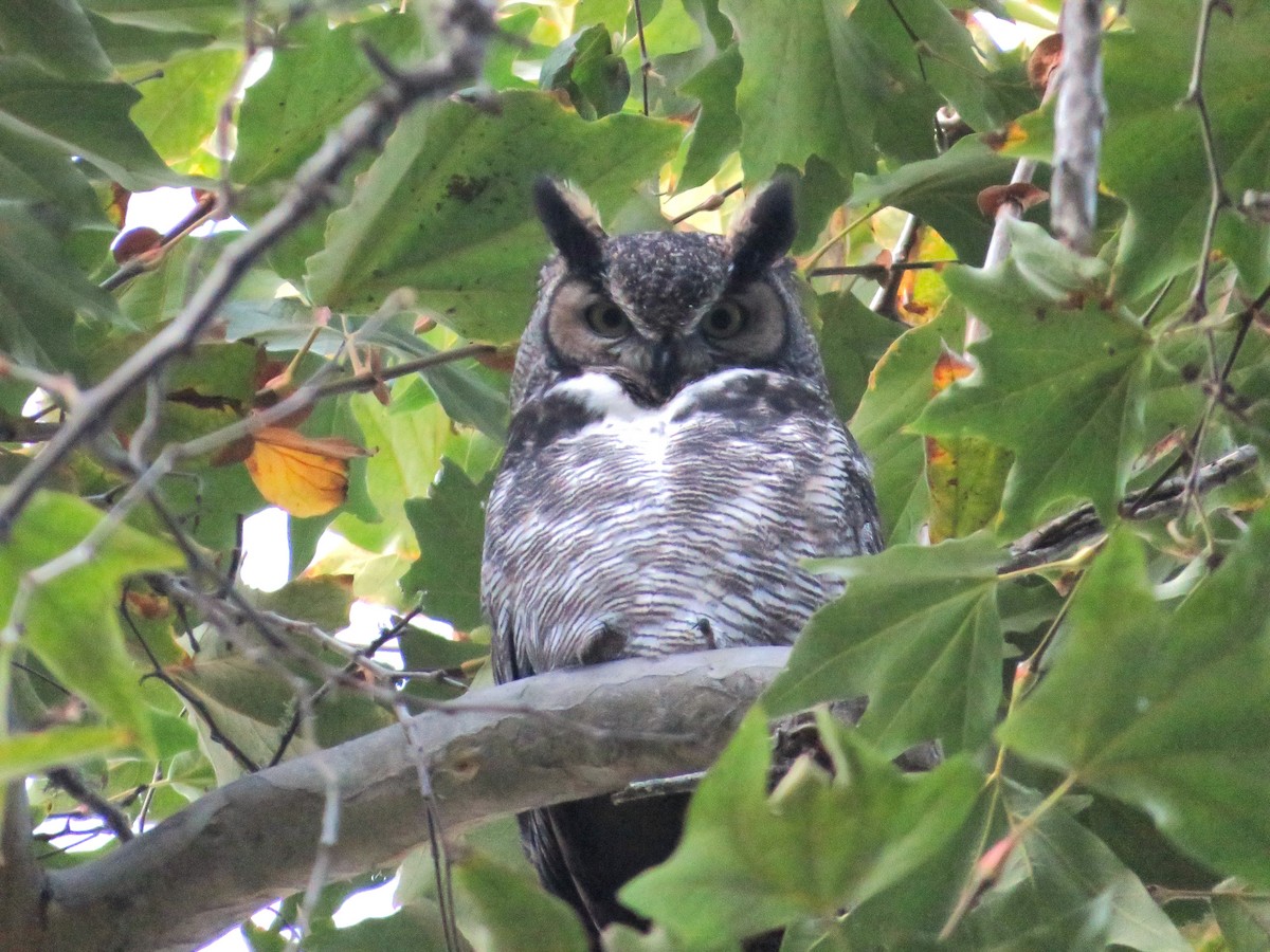 Great Horned Owl - ML613103441
