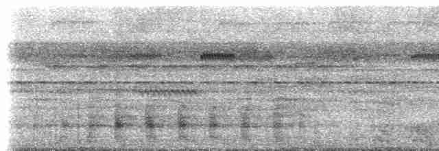 Boz Kanatlı Borazankuşu (napensis) - ML613103489