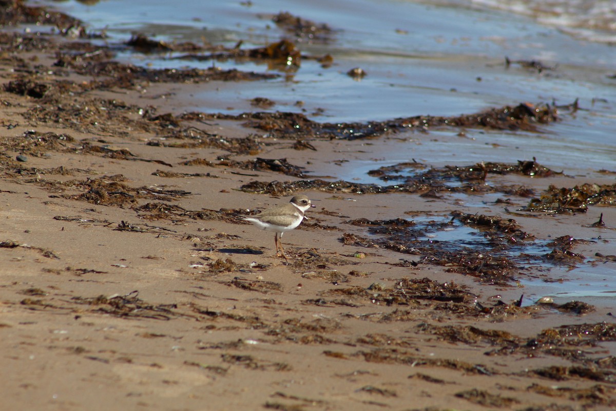 Semipalmated Plover - ML613103776