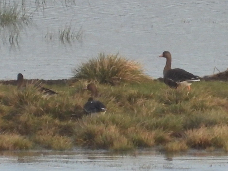 Greater White-fronted Goose - ML613103785