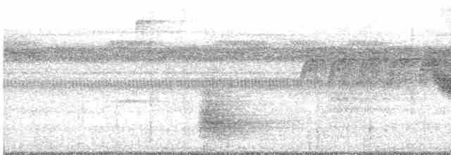 White-breasted Wood-Wren (Black-capped) - ML613103820