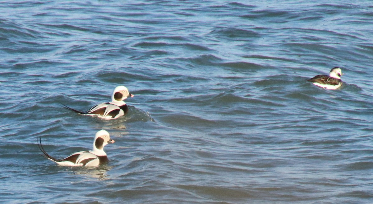 Long-tailed Duck - ML613104505