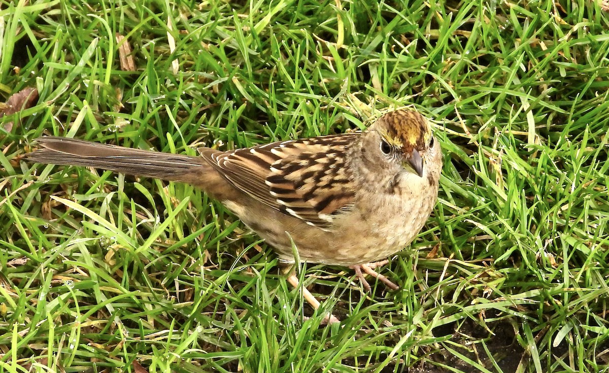 Golden-crowned Sparrow - ML613104766