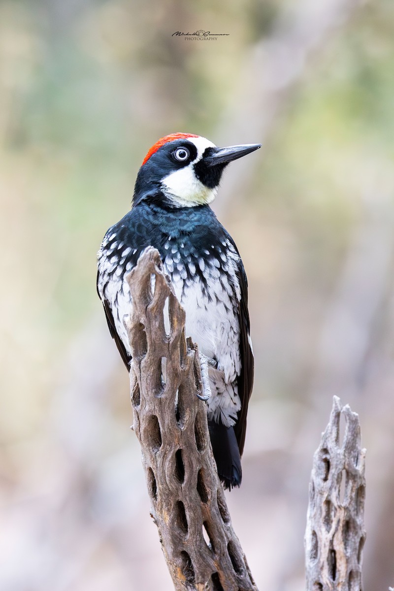 Acorn Woodpecker - ML613105052