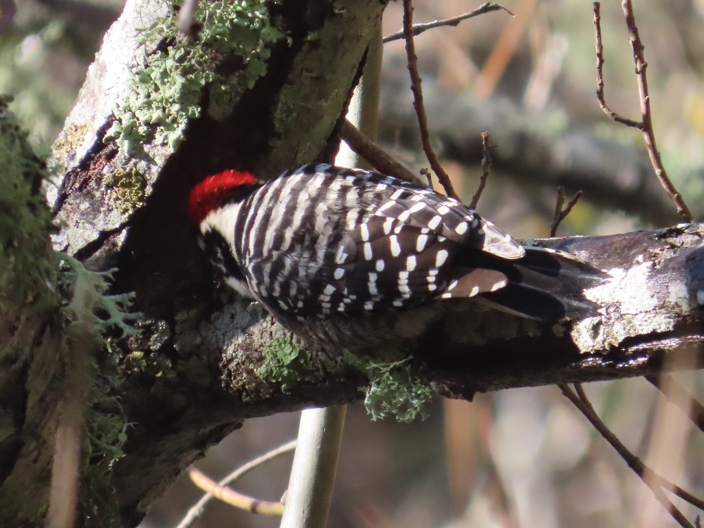 Nuttall's Woodpecker - ML613105073