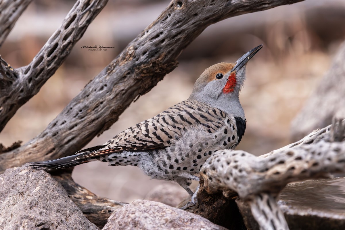 Northern Flicker (Red-shafted) - ML613105084