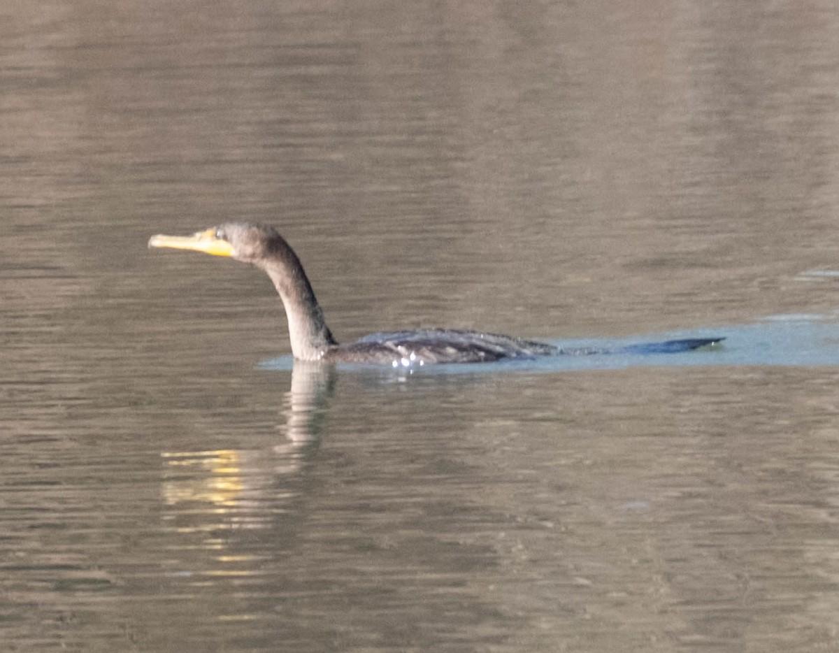 eBird Checklist 2 Jan 2024 Botetourt Center at Greenfield 34 species
