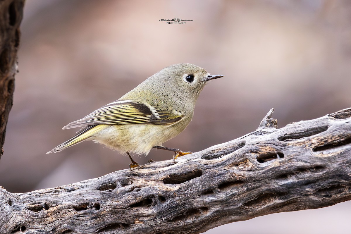 Ruby-crowned Kinglet - Michelle Summers