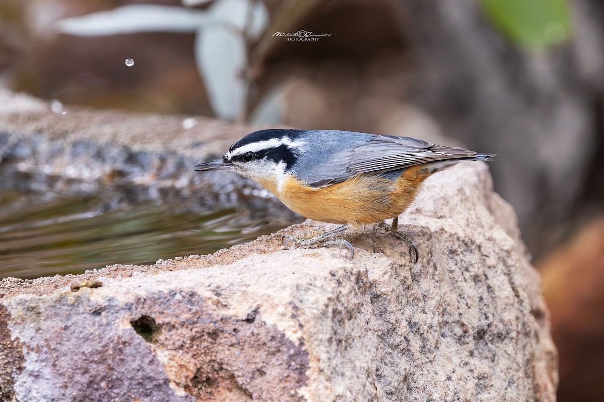 Red-breasted Nuthatch - ML613105152
