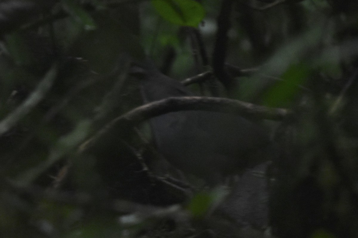 holub panamský - ML613105185