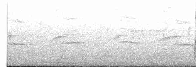 Mouette argentée (scopulinus) - ML613105202
