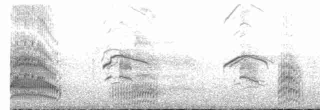 Mouette argentée (scopulinus) - ML613105203