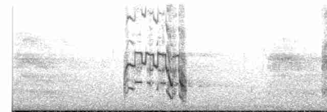Mouette argentée (scopulinus) - ML613105205