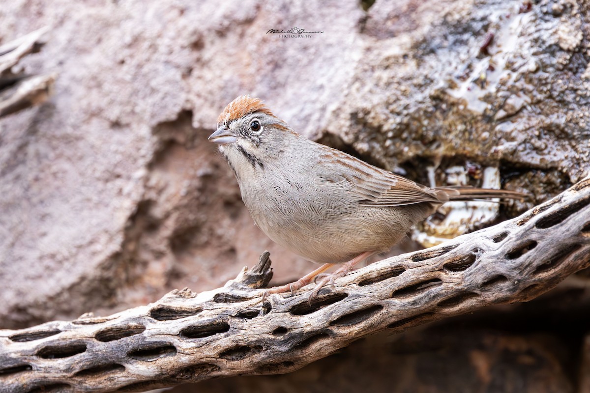 Rufous-crowned Sparrow - ML613105214