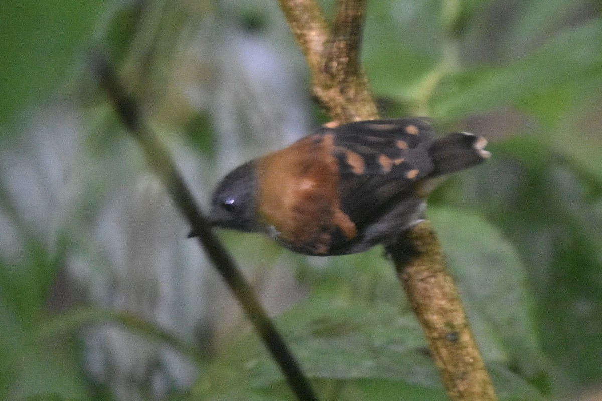 Spotted Antbird - ML613105221