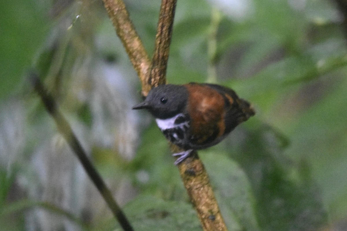 Spotted Antbird - ML613105222