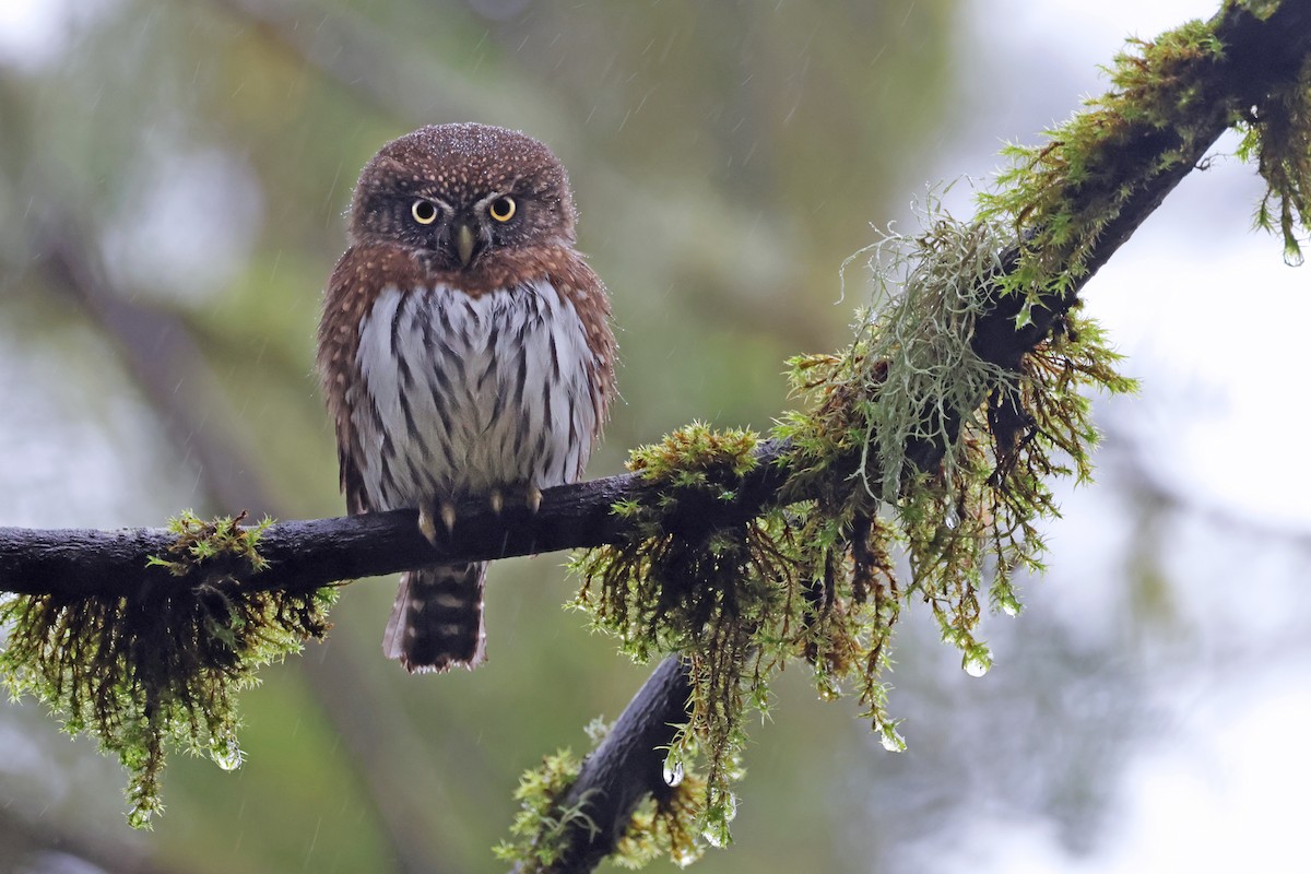 Northern Pygmy-Owl (Pacific) - ML613105491