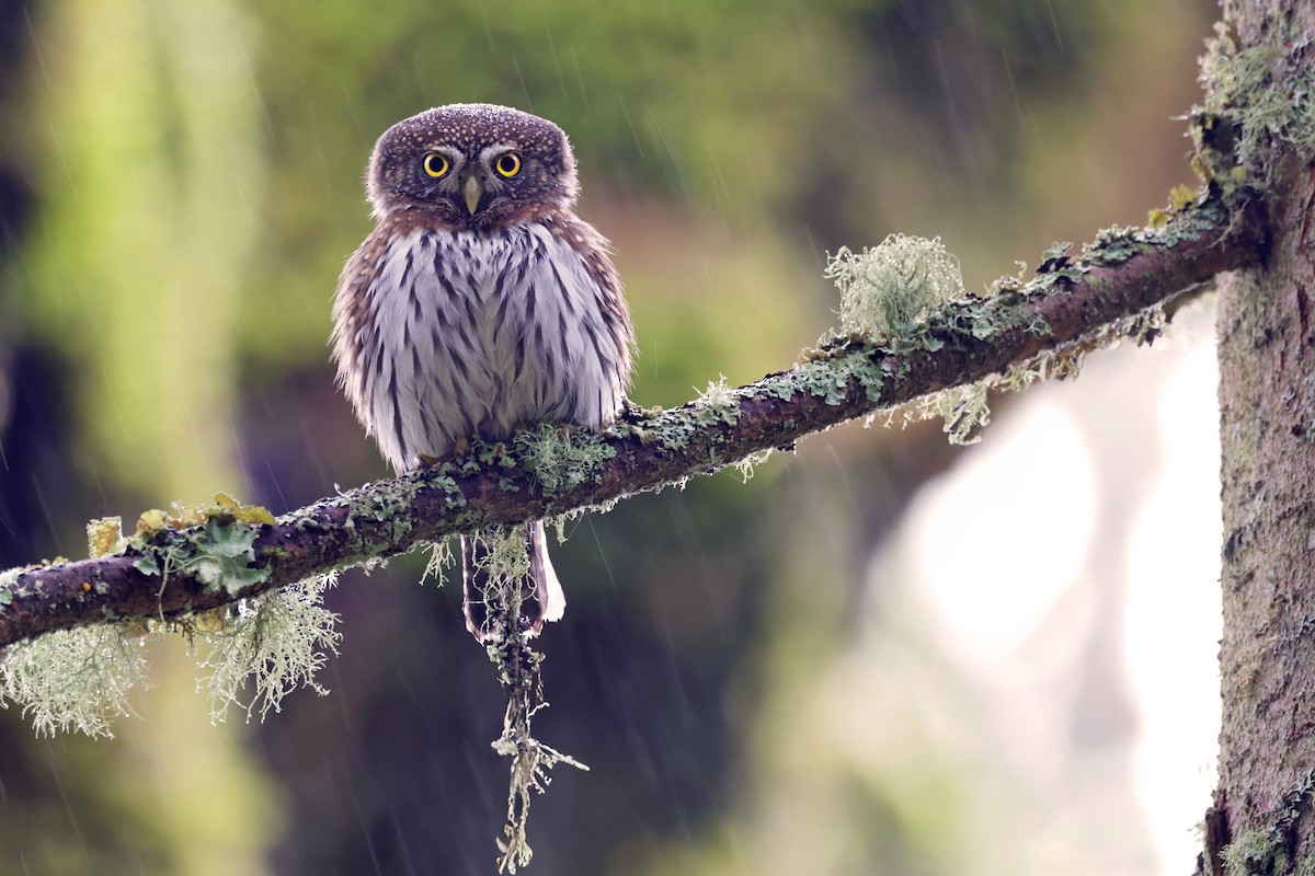 Northern Pygmy-Owl (Pacific) - ML613105501