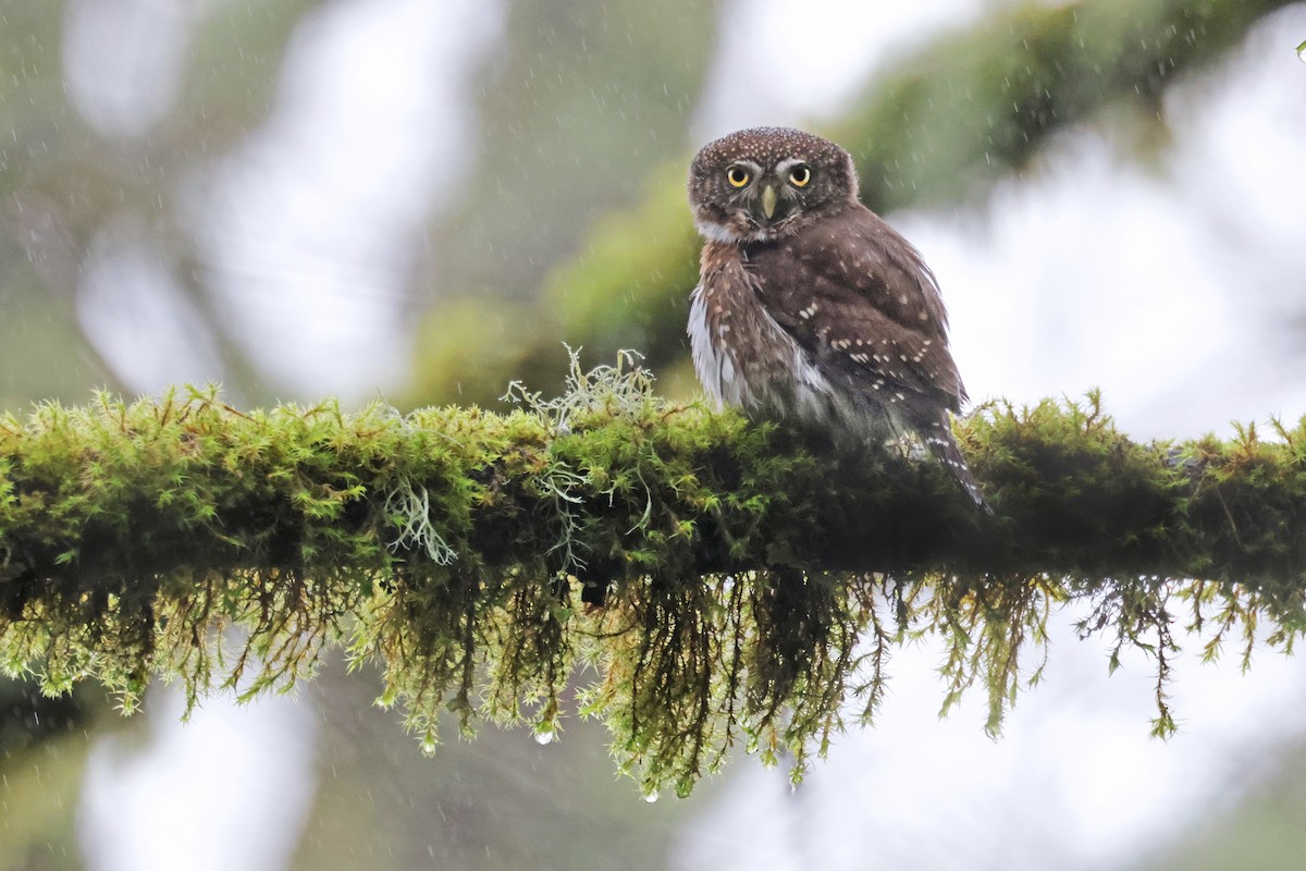 Northern Pygmy-Owl (Pacific) - ML613105509