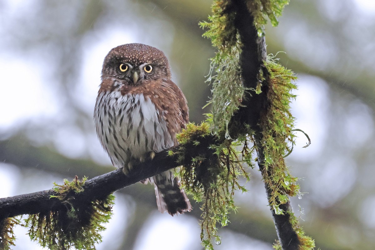 Northern Pygmy-Owl (Pacific) - ML613105523