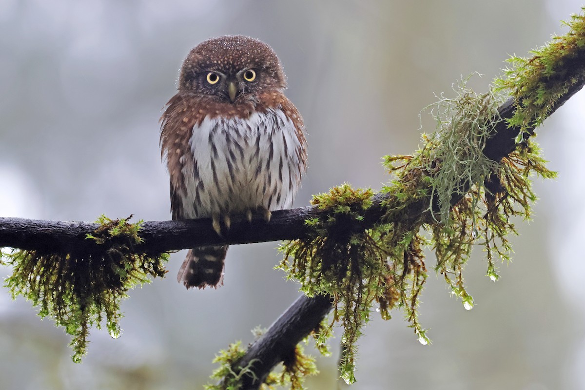 Northern Pygmy-Owl (Pacific) - ML613105544