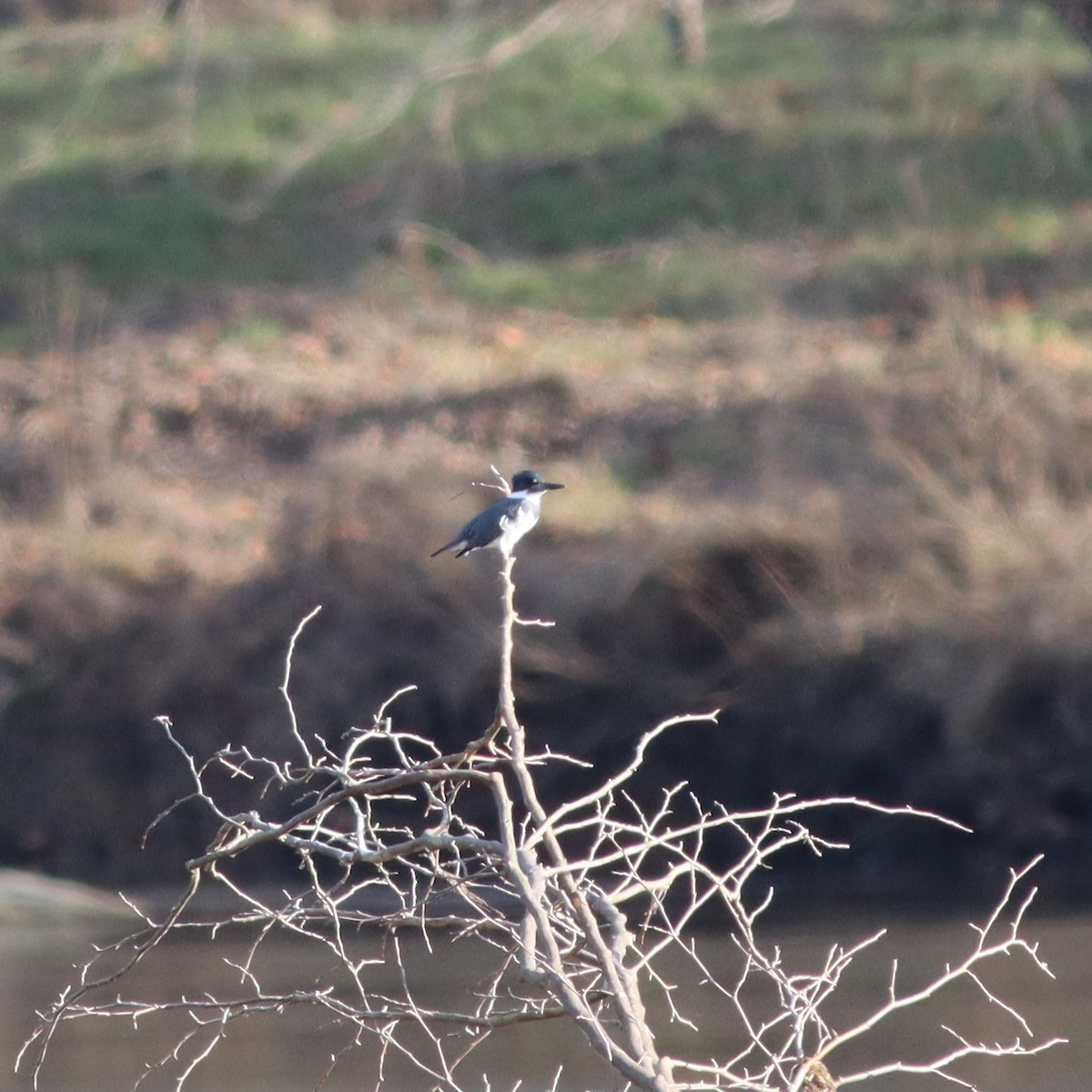 Belted Kingfisher - ML613105591