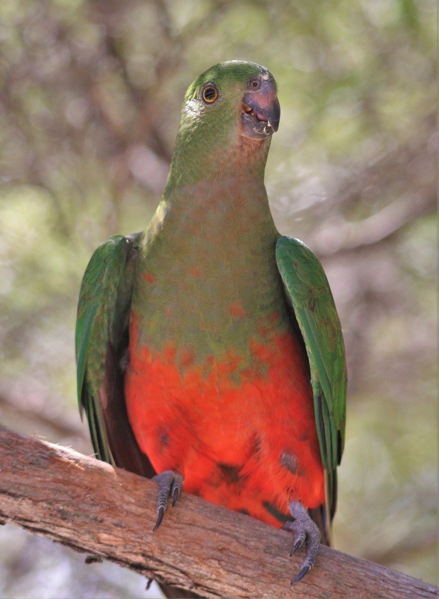 Australian King-Parrot - Todd Green