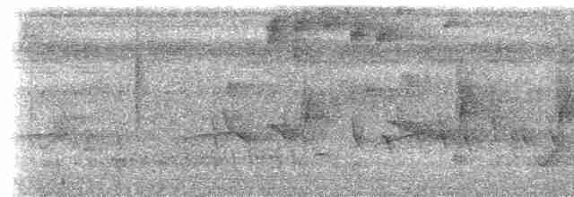 Tinamou à gorge blanche - ML613105854