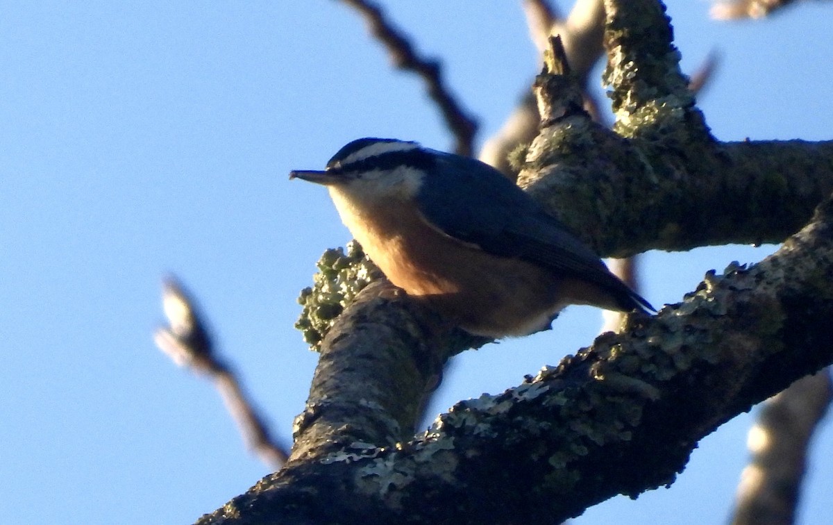 Red-breasted Nuthatch - ML613105966