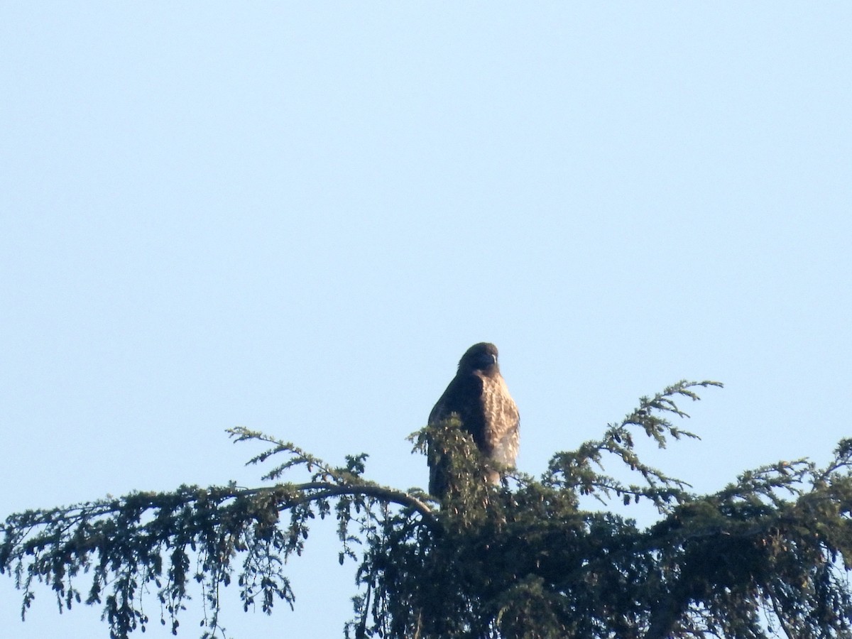 Red-tailed Hawk - Victor Botnaru