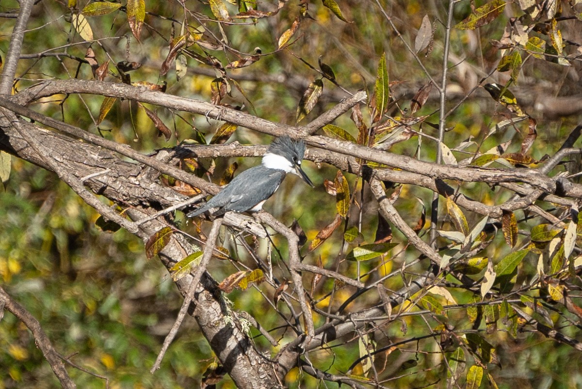 Belted Kingfisher - ML613106466