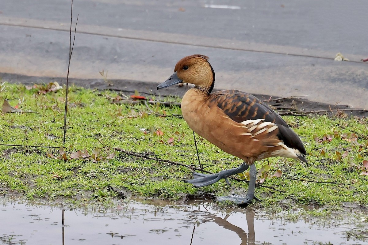 Fulvous Whistling-Duck - ML613106584