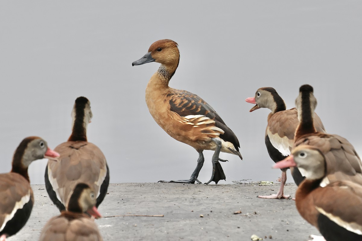 Fulvous Whistling-Duck - ML613106585